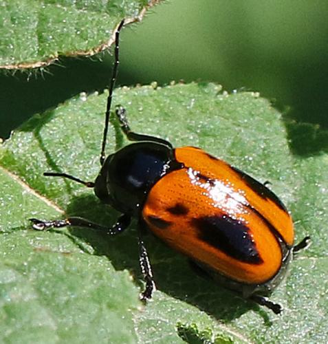 Réf. 345 344 : Cryptocephalus bipunctatus